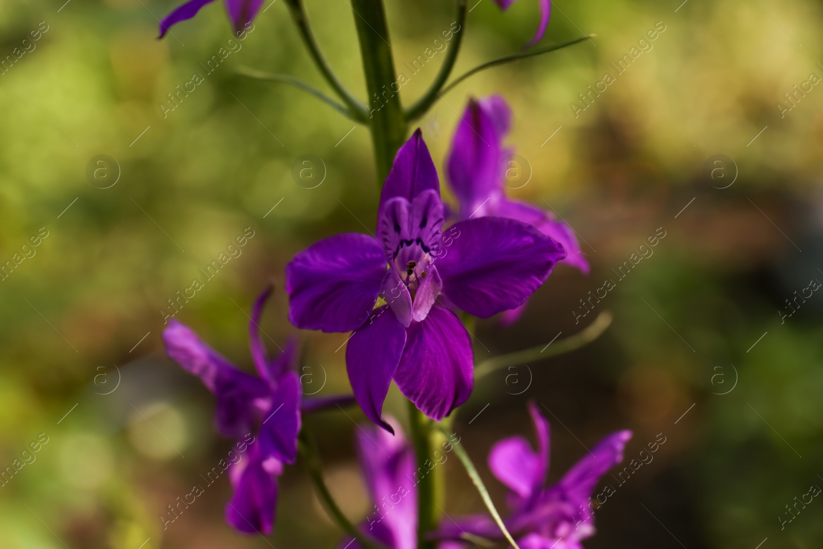 Photo of Beautiful blooming forking larkspur with purple flowers in garden on sunny day, closeup