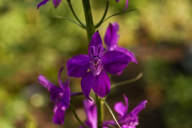 Beautiful blooming forking larkspur with purple flowers in garden on sunny day, closeup