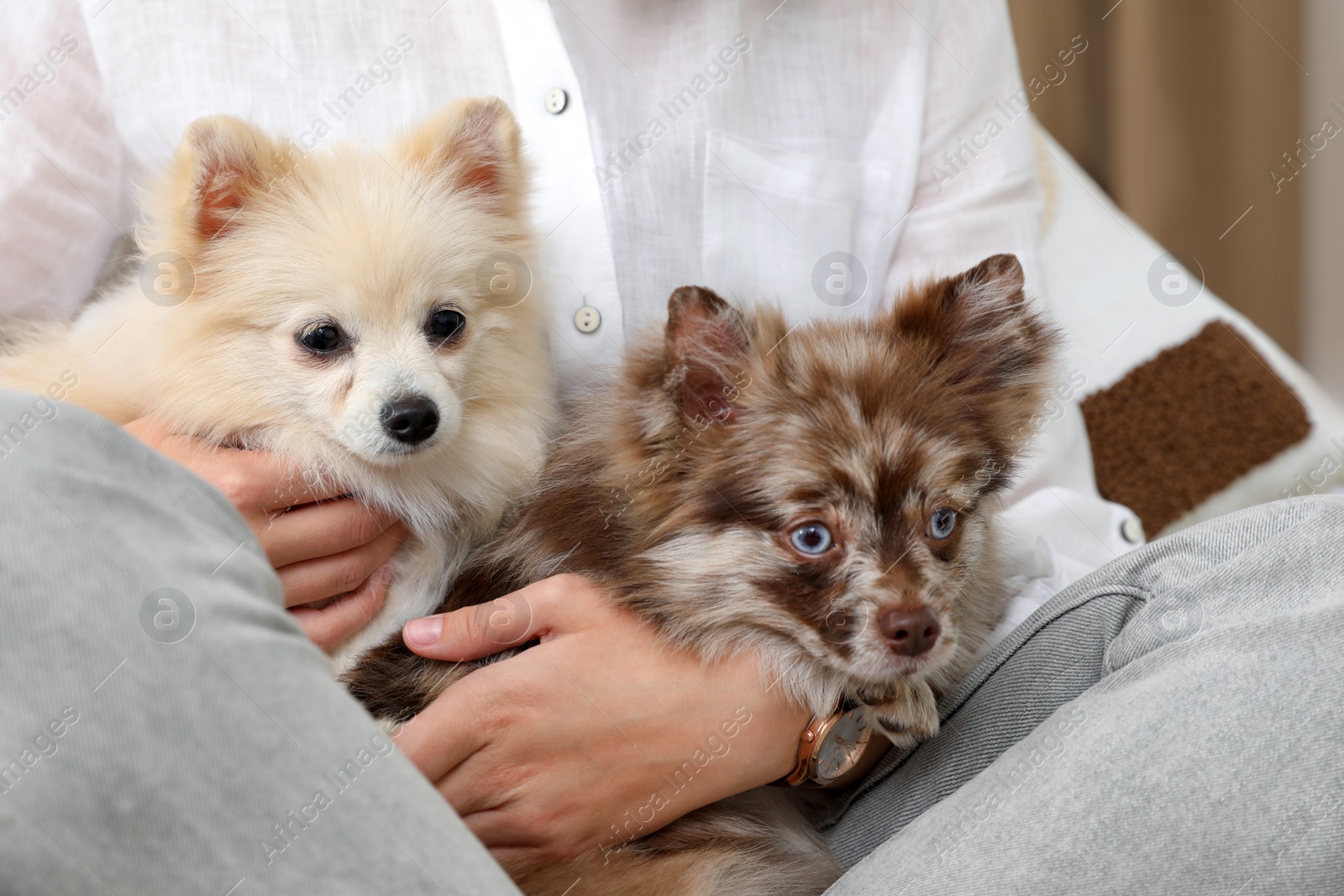 Photo of Woman with cute dogs at home, closeup
