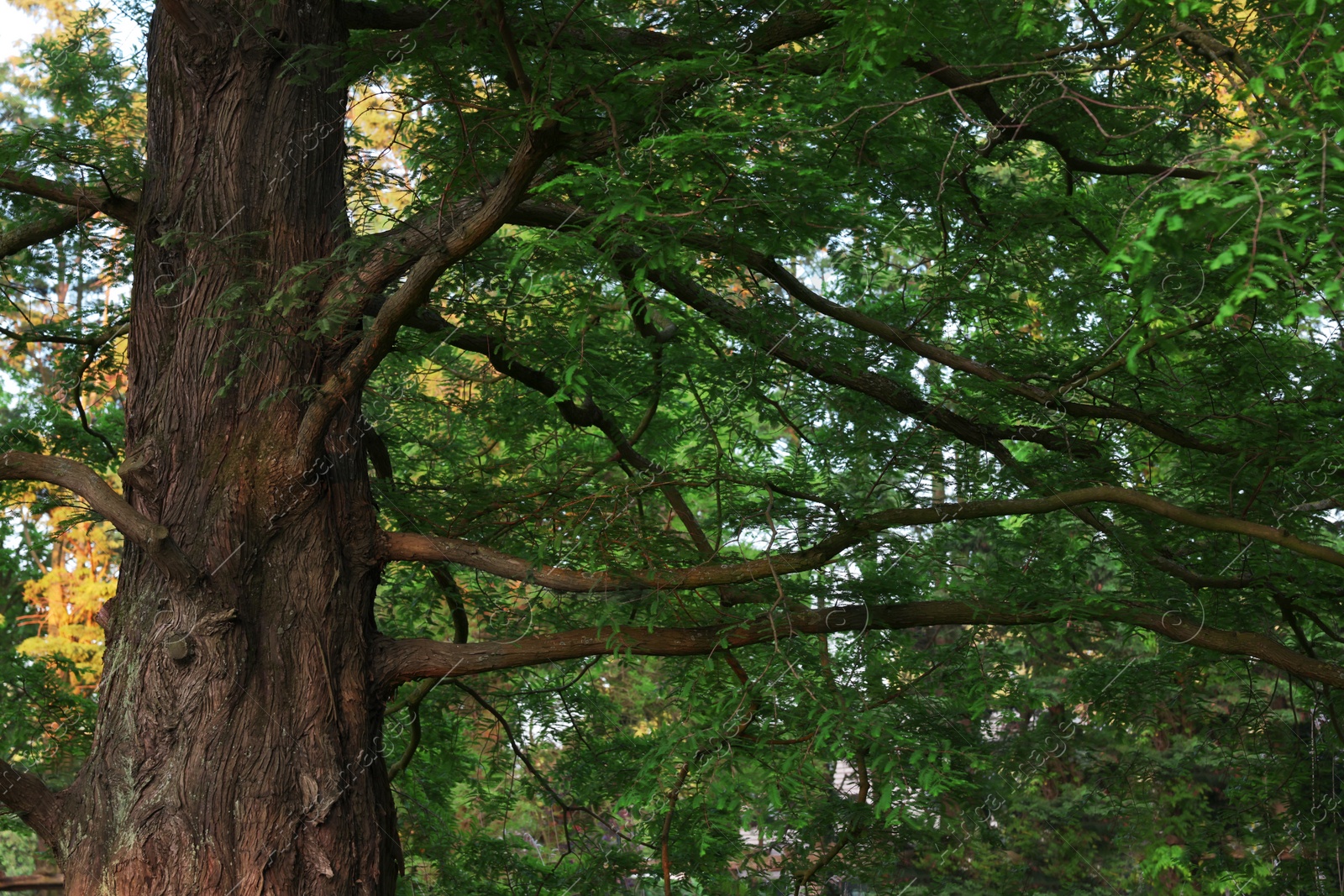 Photo of Beautiful tree with green leaves growing in park