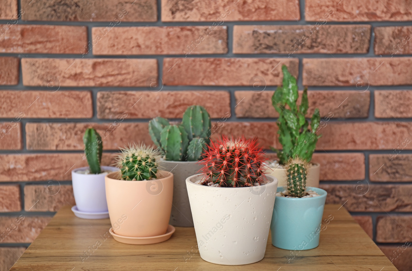 Photo of Beautiful cacti in flowerpots on table near brick wall