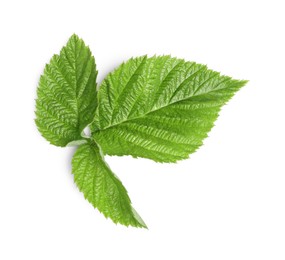 Photo of Fresh green blackberry leaves isolated on white, top view