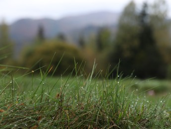 Beautiful fresh green grass with dew outdoors