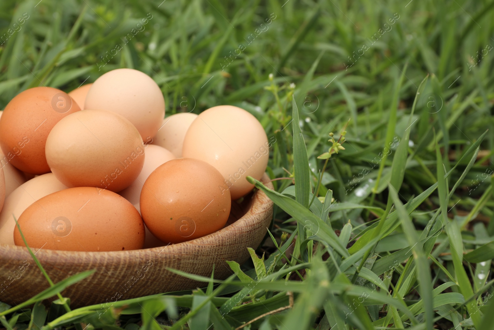 Photo of Fresh chicken eggs on green grass outdoors, closeup. Space for text