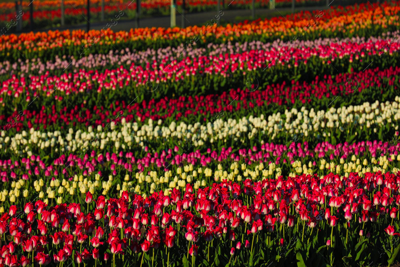 Photo of Beautiful view of field with blossoming tulips on sunny day