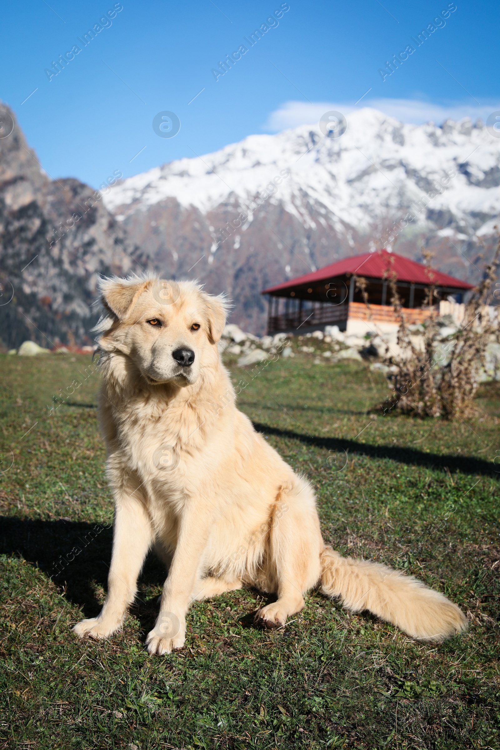 Photo of Adorable dog in mountains on sunny day