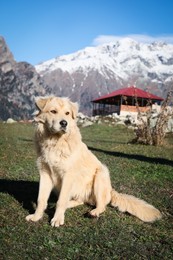 Adorable dog in mountains on sunny day