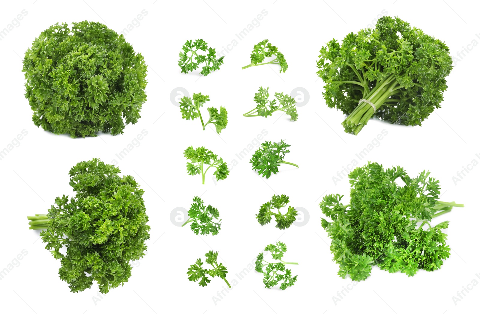 Image of Set of green curly parsley on white background