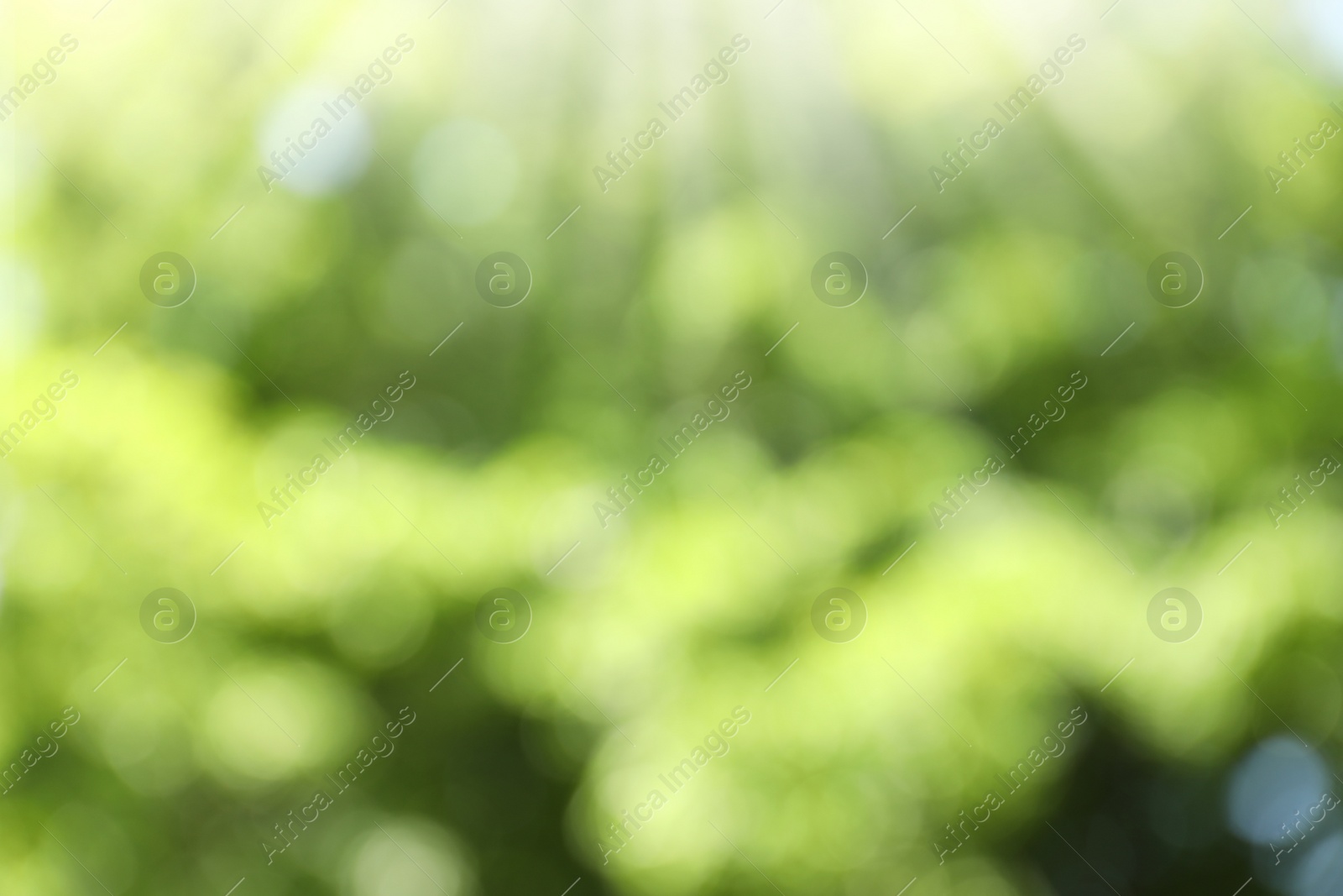 Photo of Blurred view of abstract green background. Bokeh effect