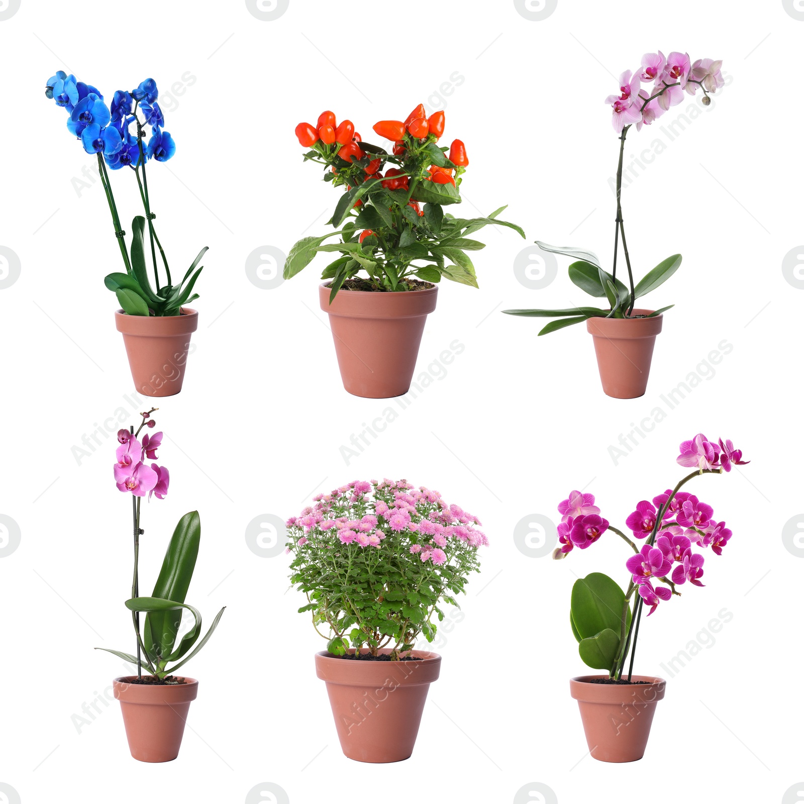 Image of Set of different blooming plants in flower pots on white background