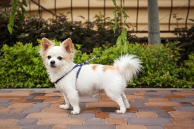 Photo of Cute Chihuahua with leash on walkway outdoors. Dog walking