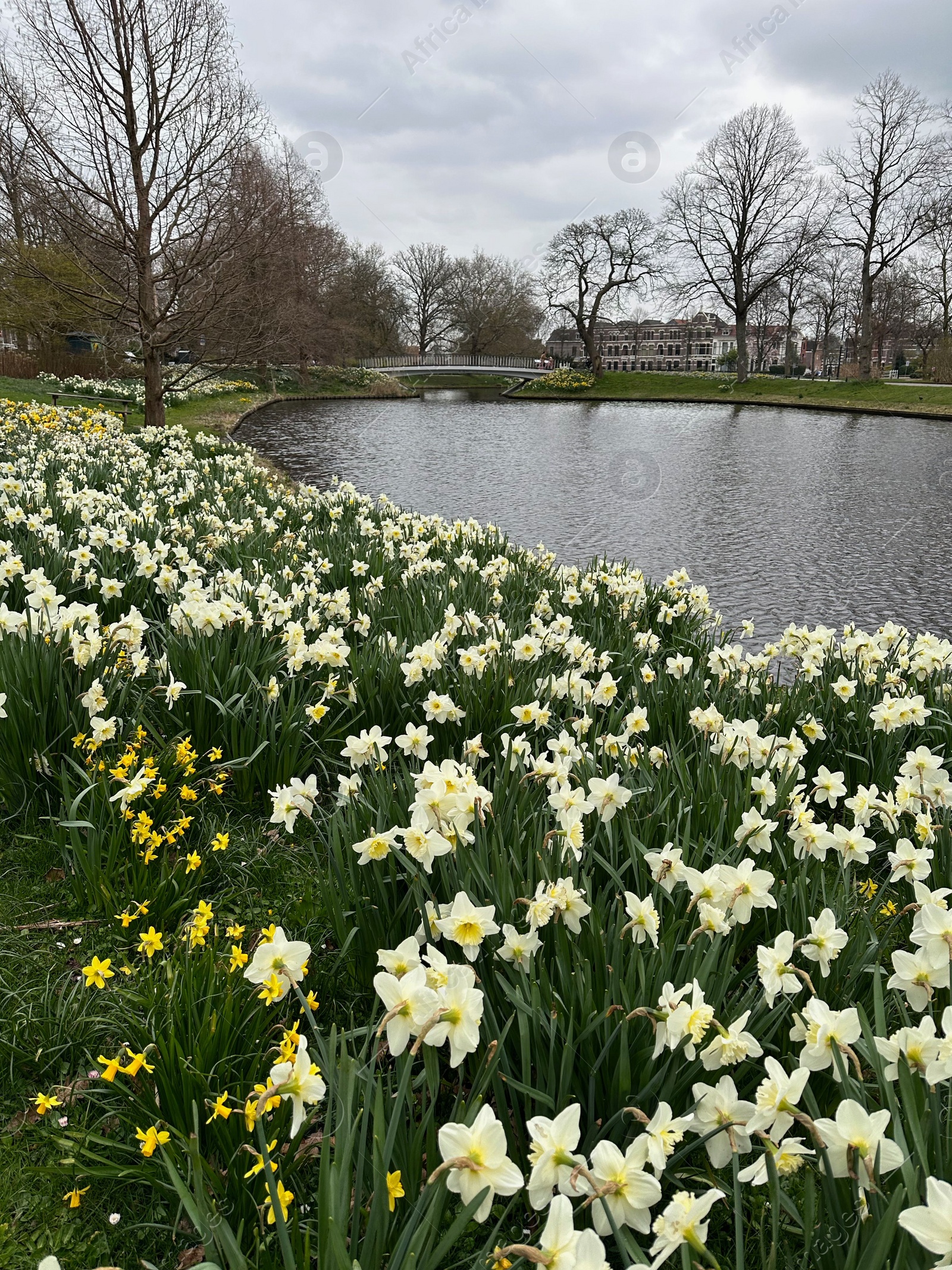 Photo of Beautiful view of daffodil flowers growing near river outdoors