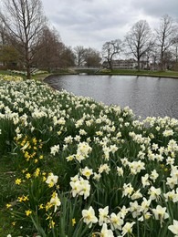 Photo of Beautiful view of daffodil flowers growing near river outdoors