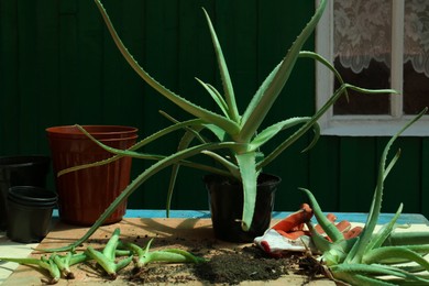 Photo of Flowerpots, aloe vera plants, gardening gloves and soil on table outdoors