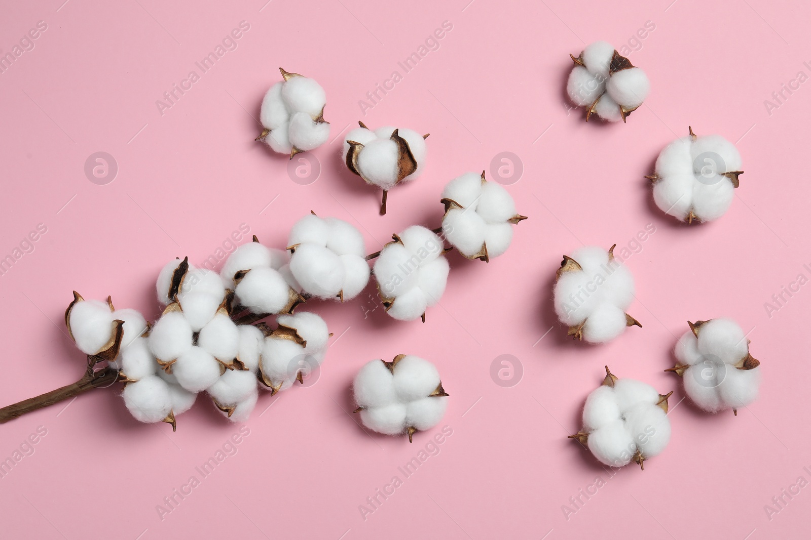 Photo of Branch with cotton flowers on pink background, top view