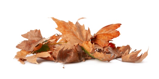 Photo of Heap of fallen leaves on white background. Autumn season