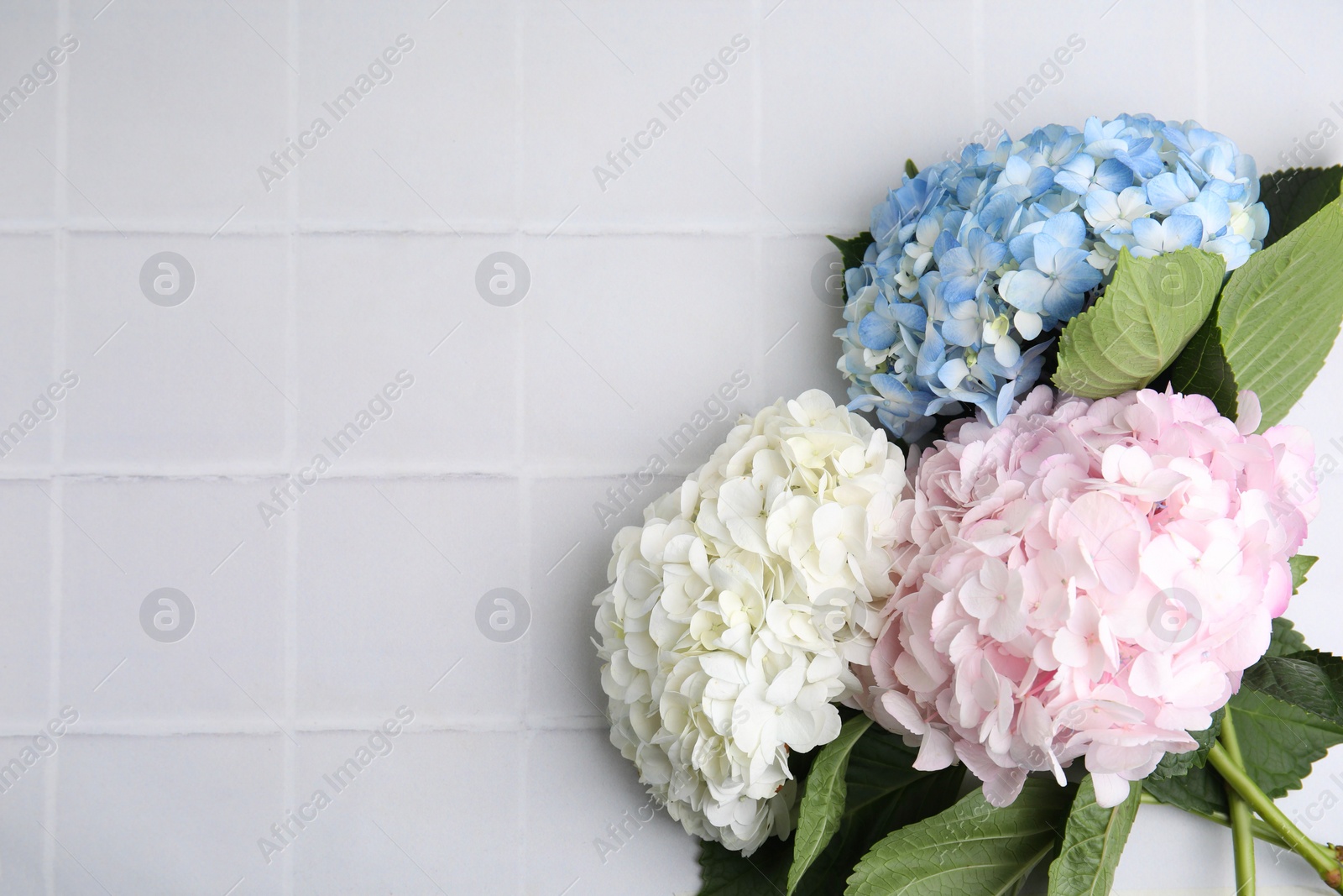 Photo of Beautiful hydrangea flowers on white tiled background, top view. Space for text