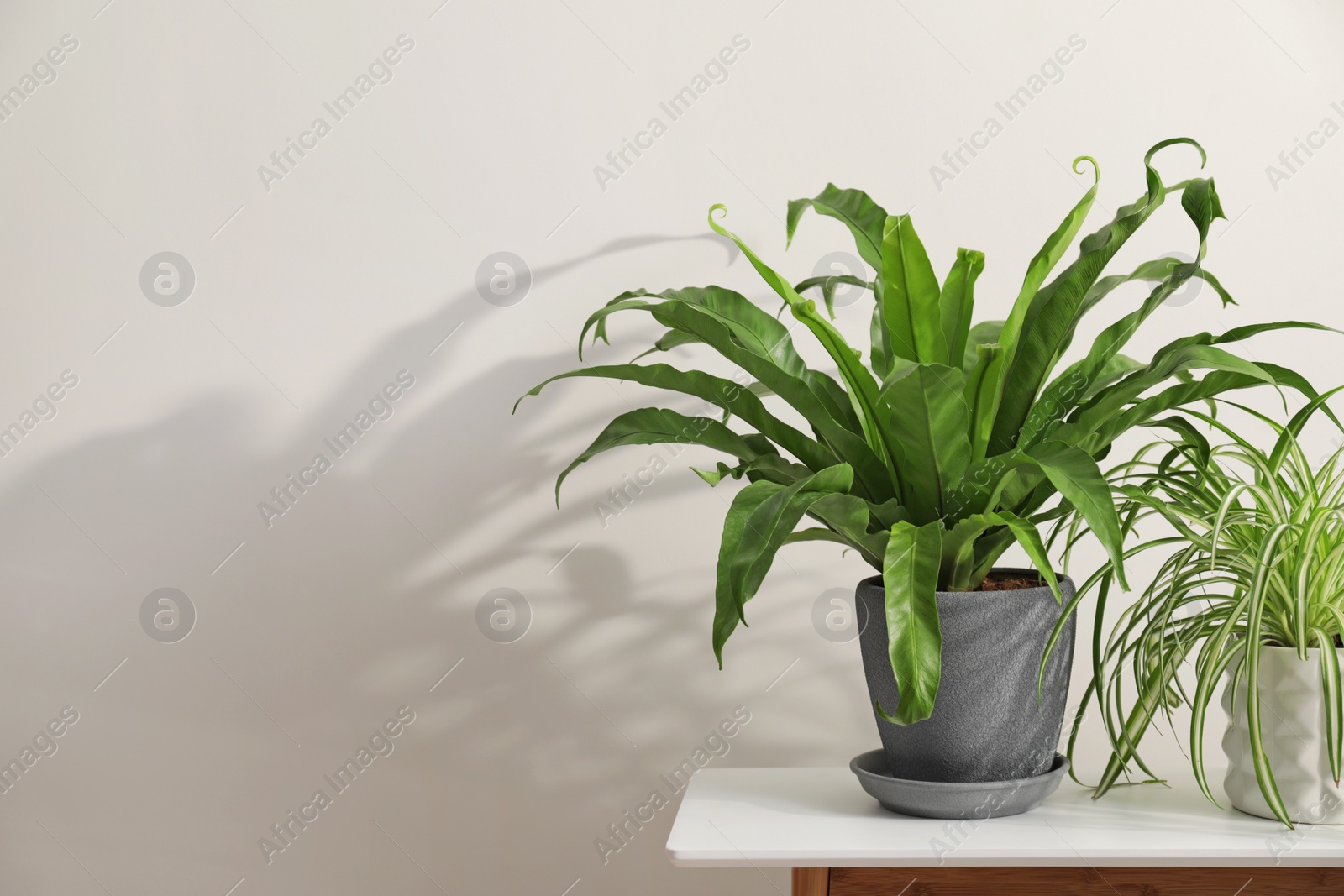 Photo of Green houseplants in pots on wooden table near white wall, space for text