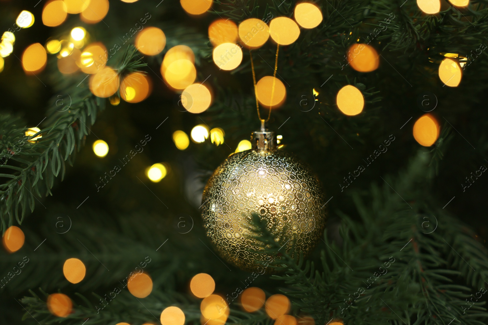 Photo of Christmas ball hanging on fir tree branch, closeup