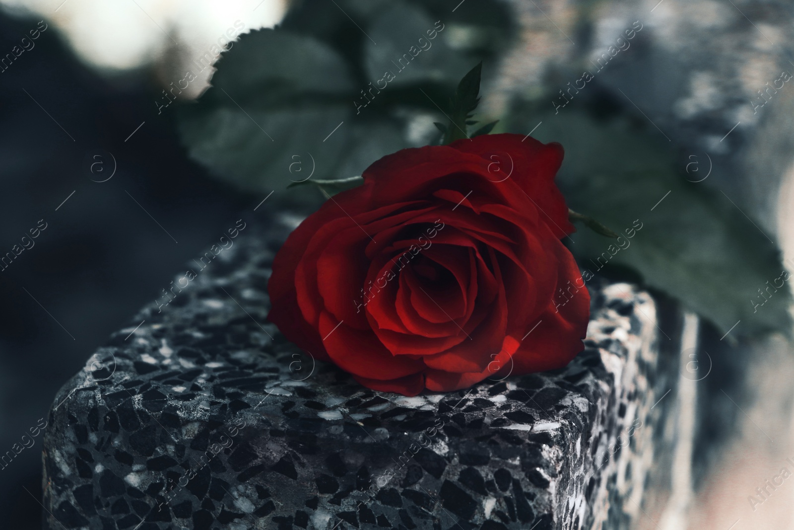 Photo of Red rose on grey granite tombstone outdoors, closeup