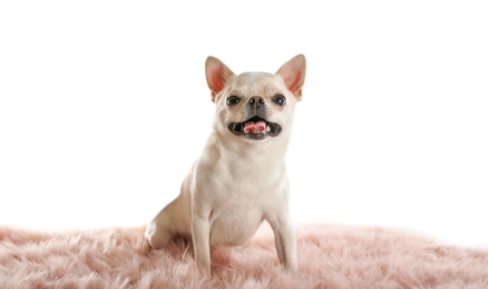Photo of Adorable Toy Terrier on pink faux fur against white background. Domestic dog
