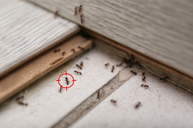 Image of Gun target on ant at home. Pest control