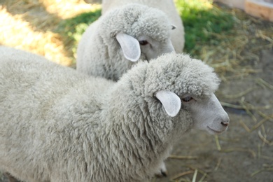 Photo of Cute funny sheep on farm, closeup. Animal husbandry