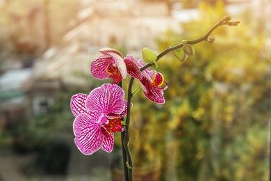 Photo of Beautiful tropical orchid flower near window glass, closeup