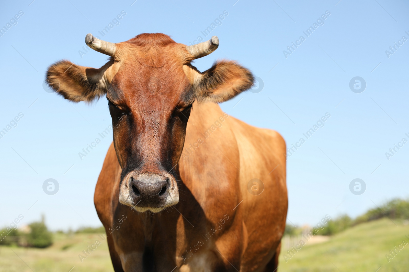 Photo of Beautiful brown cow outdoors on sunny day. Animal husbandry