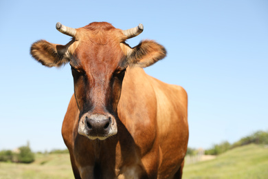 Beautiful brown cow outdoors on sunny day. Animal husbandry