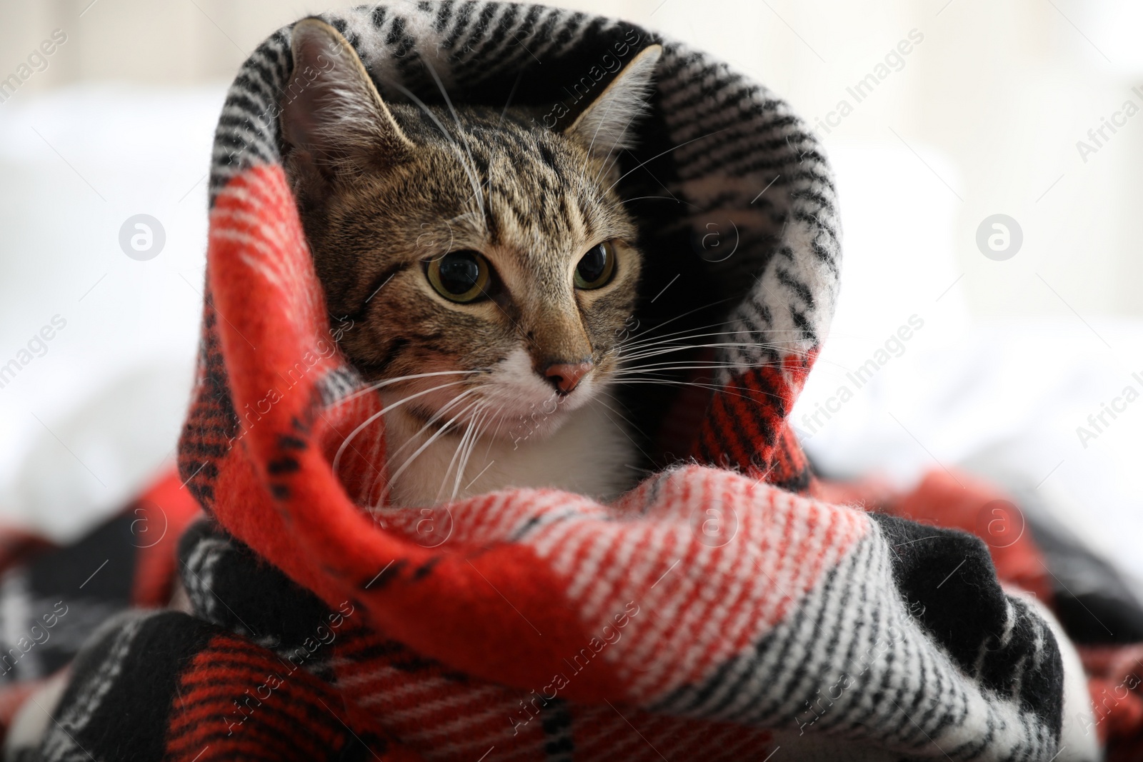 Photo of Adorable cat under plaid on bed at home, closeup