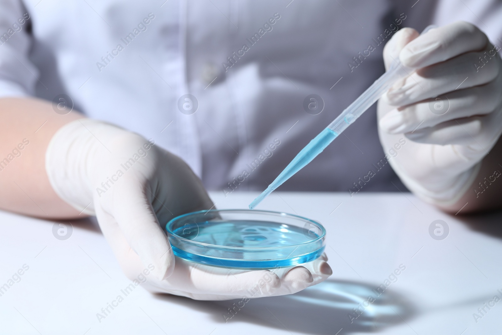 Photo of Scientist dripping liquid from pipette into petri dish at white table, closeup