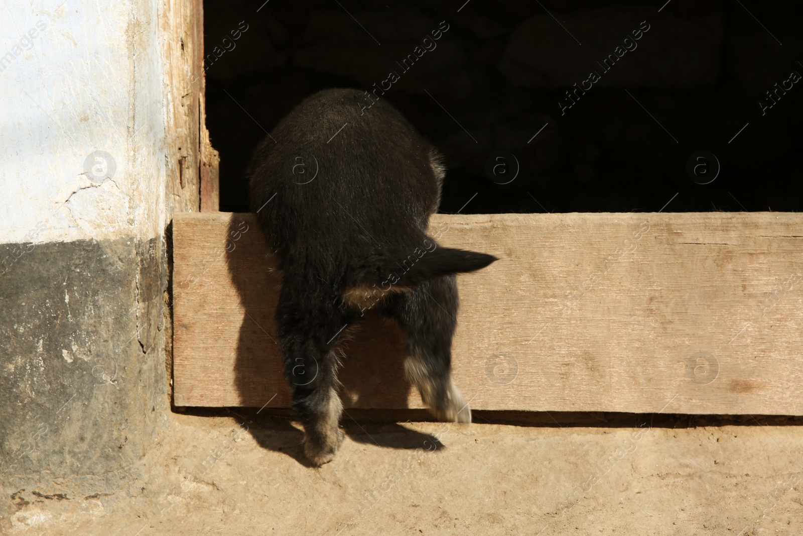 Photo of Black stray puppy crawling into kennel. Baby animal