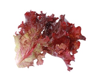 Photo of Leaf of fresh red coral lettuce isolated on white