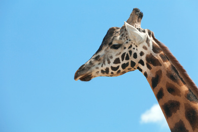 Photo of Closeup view of Rothschild giraffe against blue sky