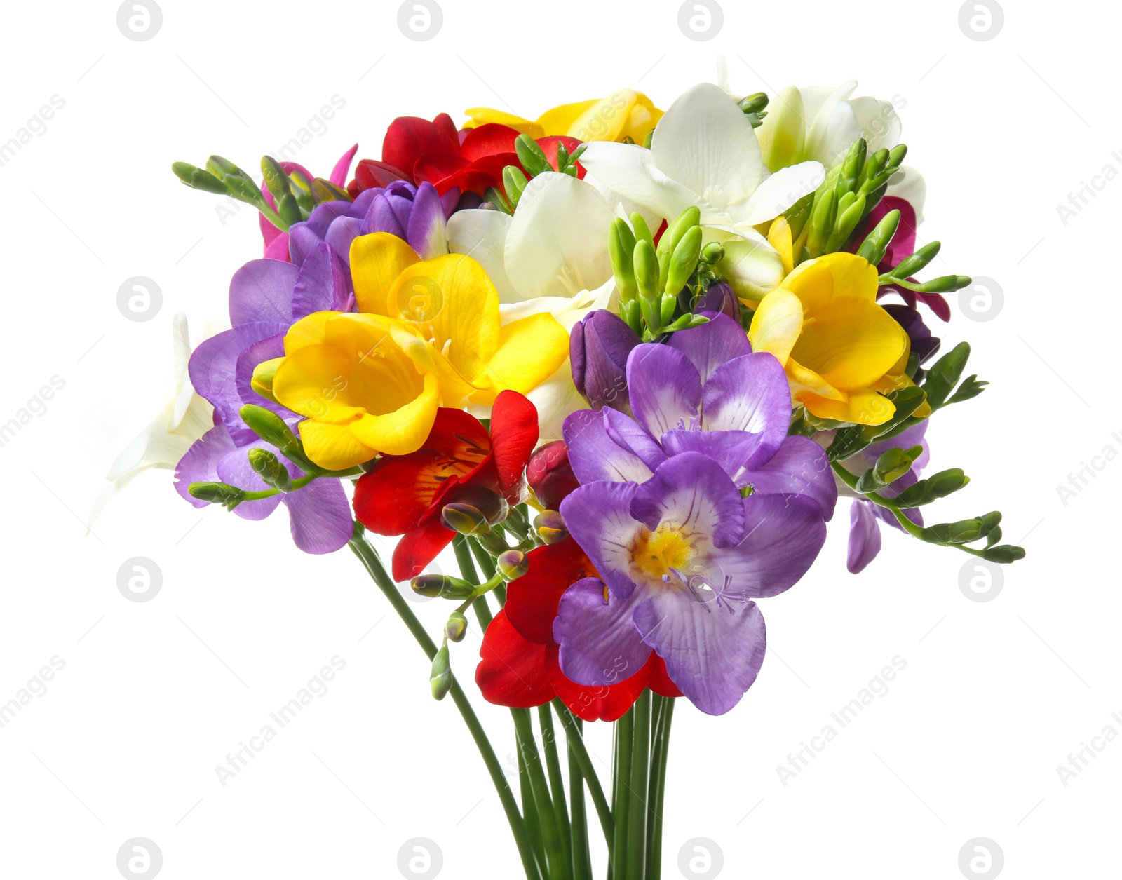 Photo of Bouquet of beautiful freesia flowers on white background