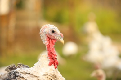 Photo of Domestic turkey with white feathers outdoors, closeup. Poultry farming