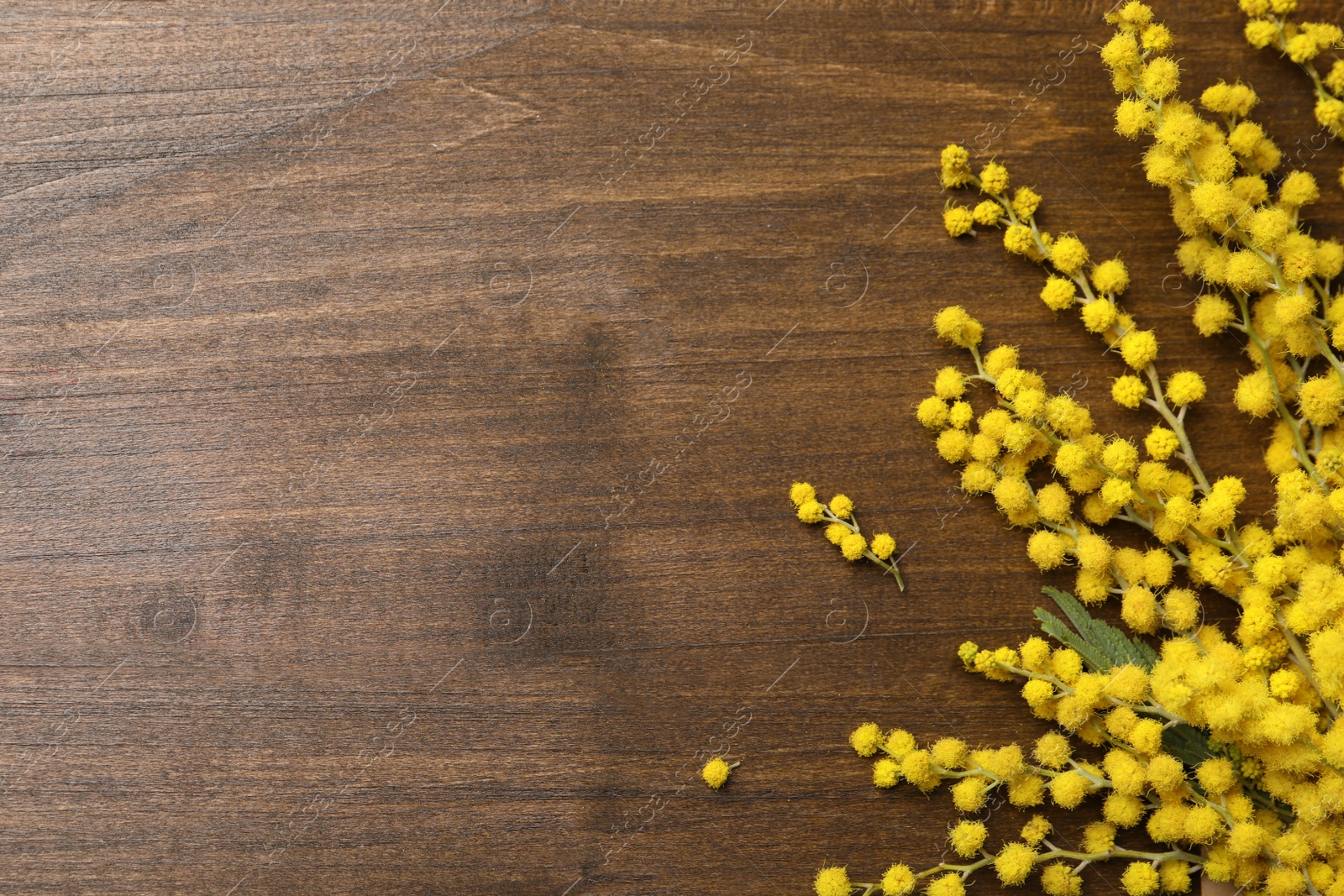 Photo of Beautiful mimosa flowers on wooden table, flat lay. Space for text