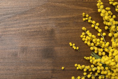Beautiful mimosa flowers on wooden table, flat lay. Space for text