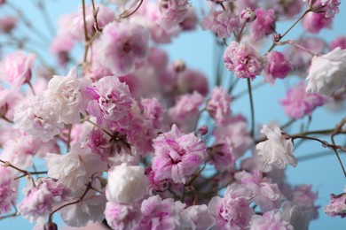 Beautiful dyed gypsophila flowers on light blue background, closeup