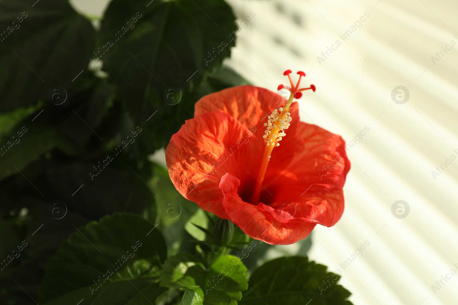 Photo of Hibiscus plant with beautiful red flower near window indoors