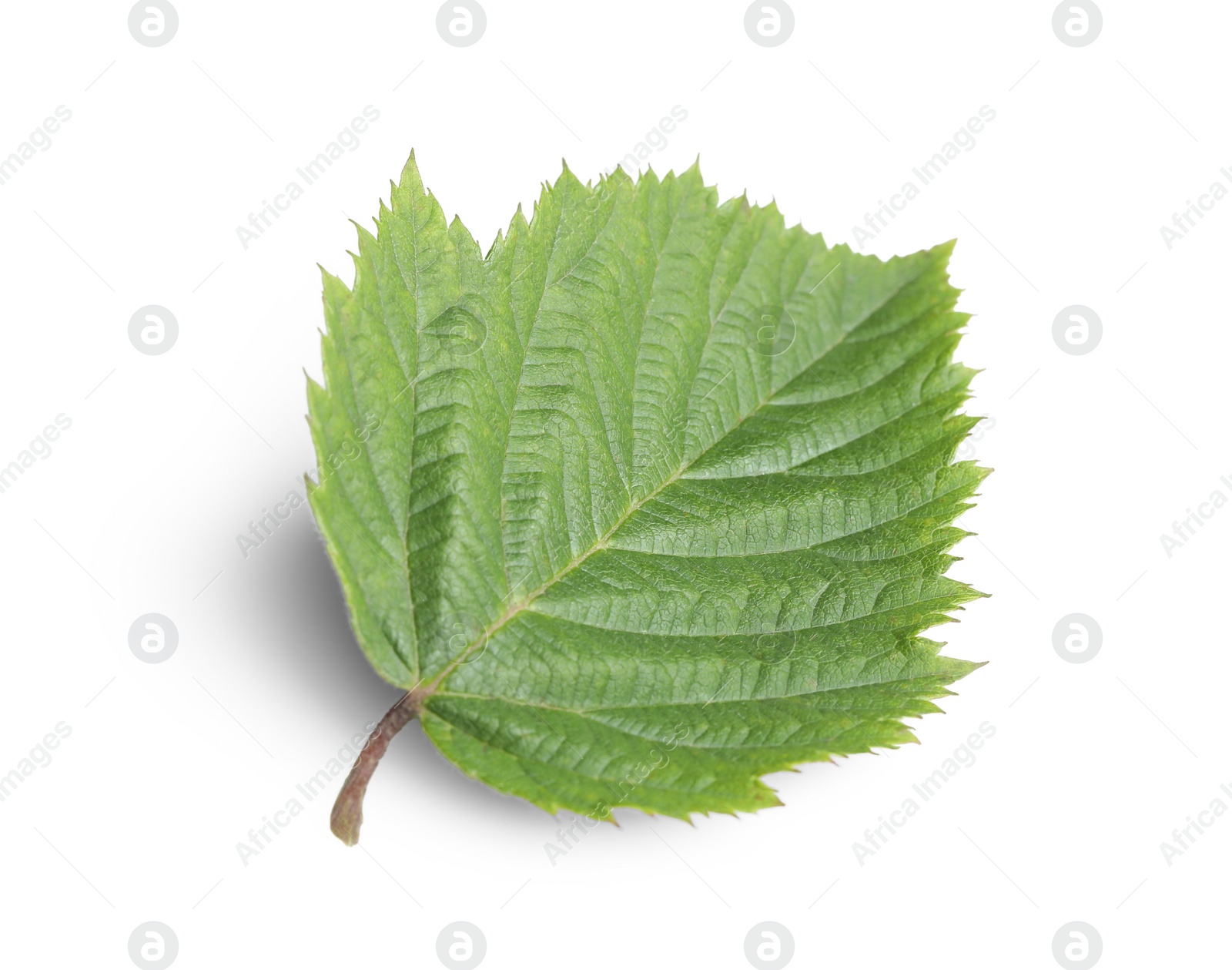 Photo of One fresh blackberry leaf isolated on white