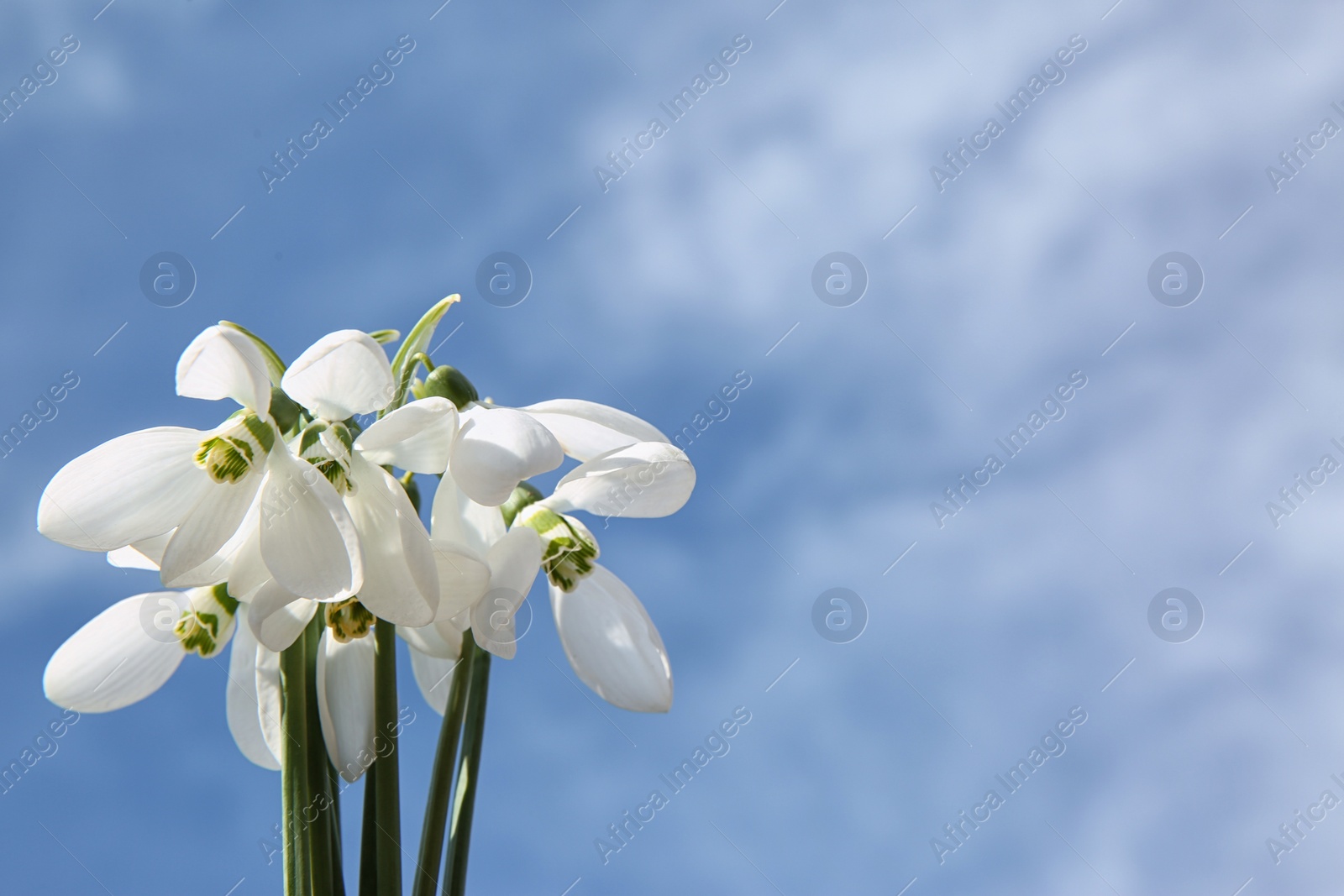 Photo of Bouquet of beautiful snowdrops against sky, space for text. Spring flowers