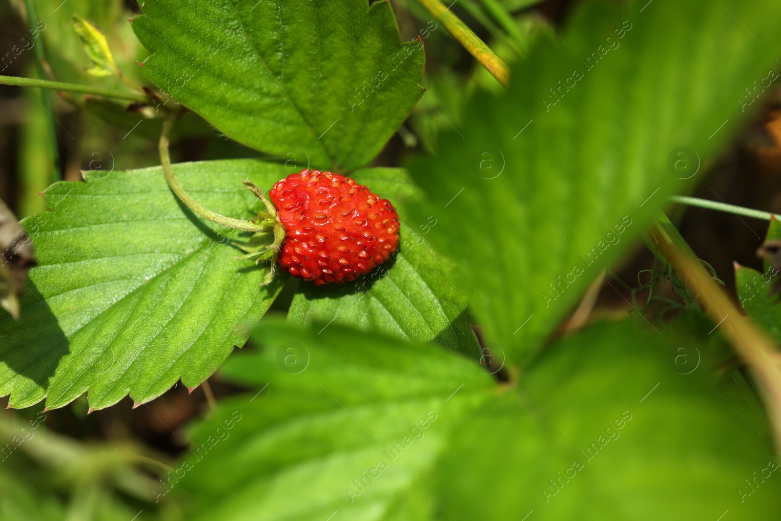 Photo of One small wild strawberry growing outdoors on sunny day