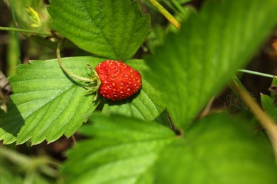 One small wild strawberry growing outdoors on sunny day