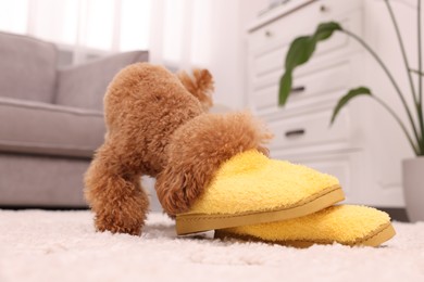 Photo of Cute Maltipoo dog near yellow slippers at home. Lovely pet