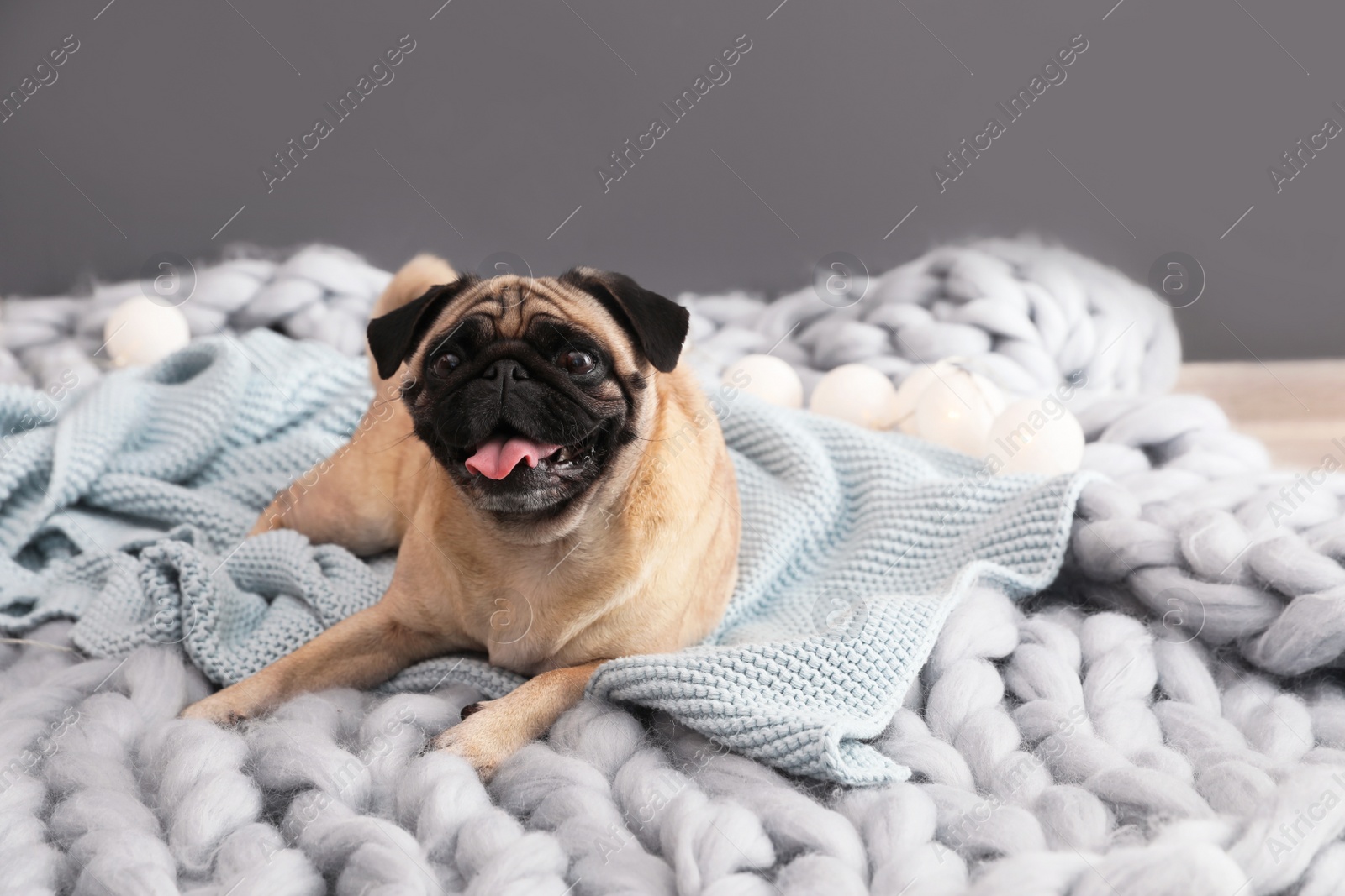 Photo of Cute pug dog with blankets on floor at home. Warm and cozy winter