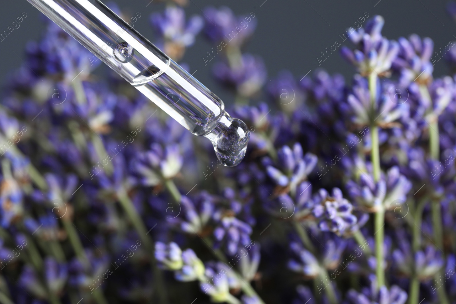 Photo of Dripping essential oil from pipette against lavender, closeup. Space for text