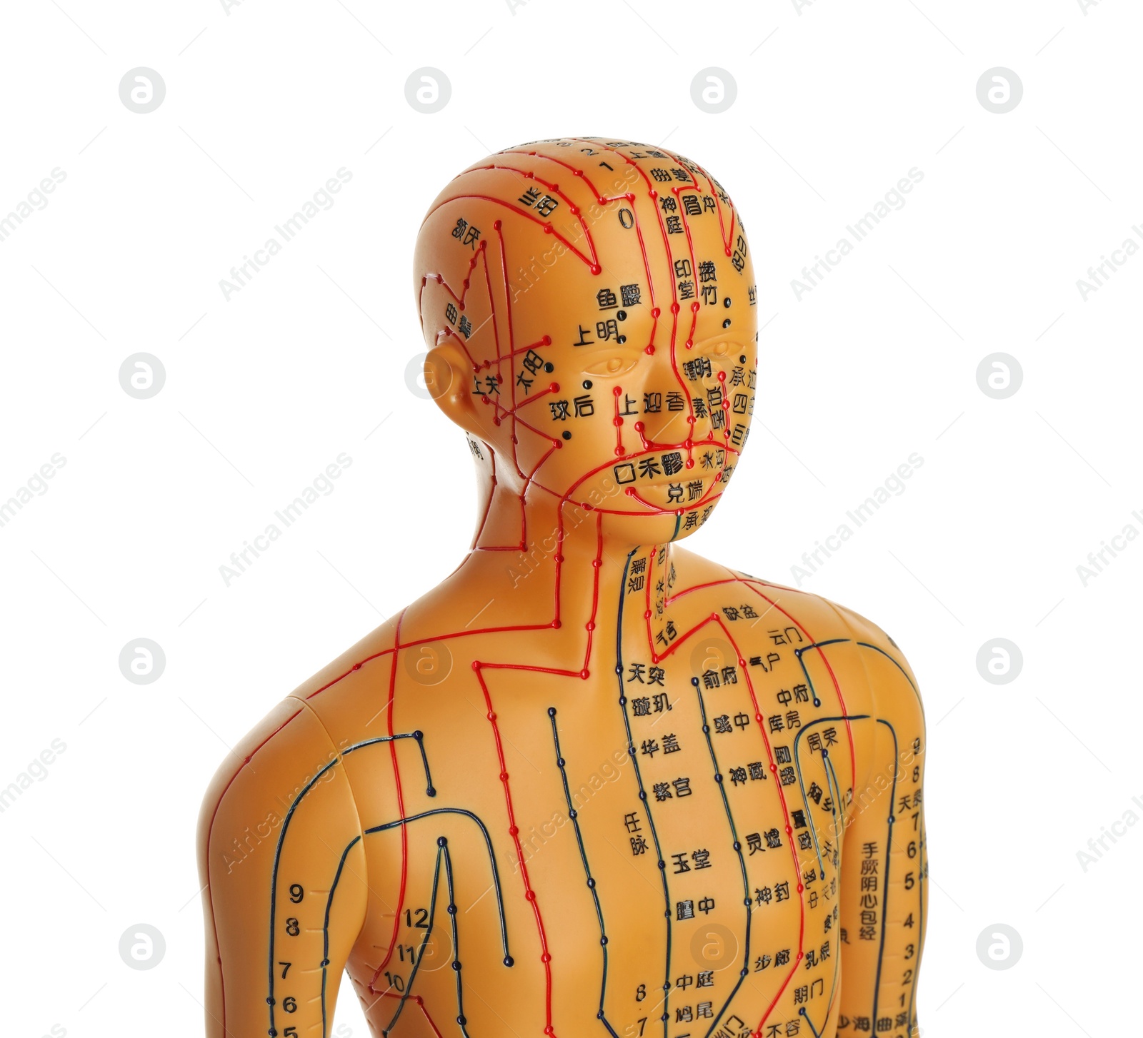 Photo of Acupuncture model. Mannequin with dots and lines isolated on white