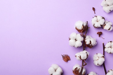 Photo of Flat lay composition with cotton flowers on violet background. Space for text